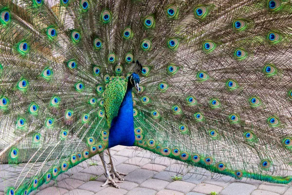 Ein Schöner Pfau Botanischen Garten — Stockfoto