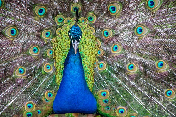 Ein Schöner Pfau Botanischen Garten — Stockfoto