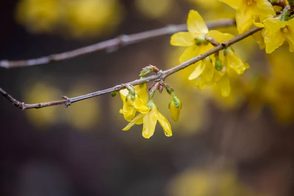 Fleurs Forsythia Jaunes Dans Parc Anglais — Photo