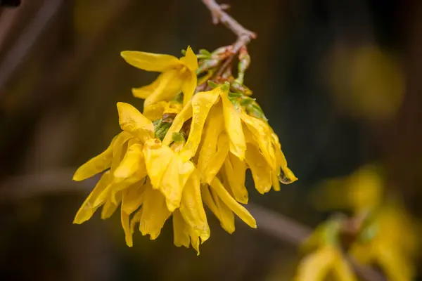 Fleurs Forsythia Jaunes Dans Parc Anglais — Photo