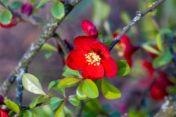 Uma Flor Vermelha Com Folhas Verdes Parque Inglês — Fotografia de Stock