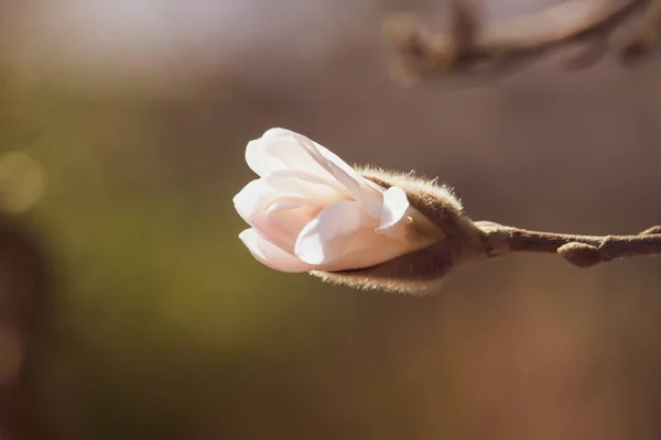 英国公园里美丽的木兰花 — 图库照片