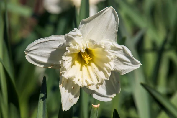 Gul Narcissus Grön Bakgrund — Stockfoto