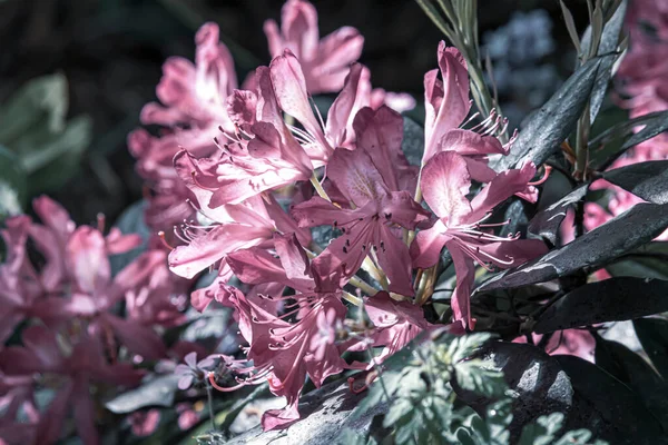 Rózsaszín Virág Zöld Levelekkel Egy Angol Parkban — Stock Fotó