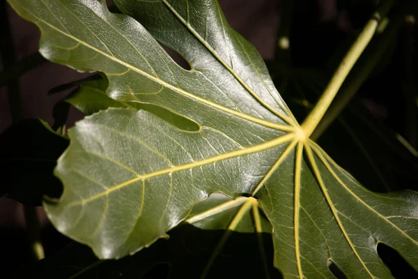 stock image Leaves on a blurry background in an English park