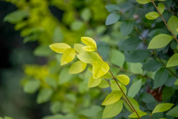 Leaves on a blurry background in an English park