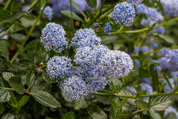 Schöne Frühlingsblumen Einem Englischen Park Wolverhampton — Stockfoto