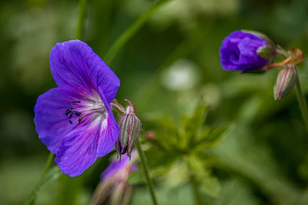 Vackra Vårblommor Engelsk Park Wolverhampton — Stockfoto