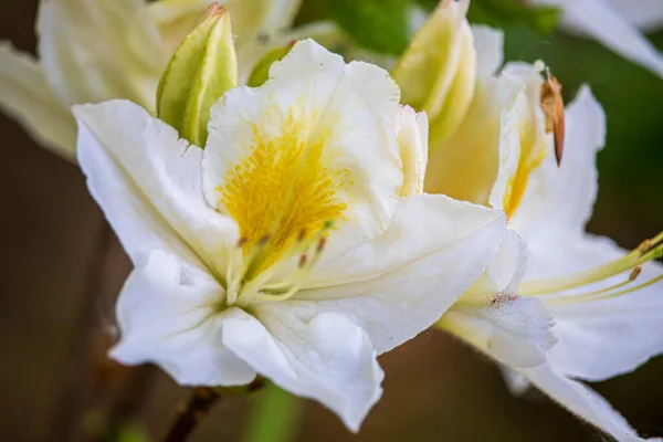 Hermosas Flores Primavera Parque Inglés Wolverhampton —  Fotos de Stock