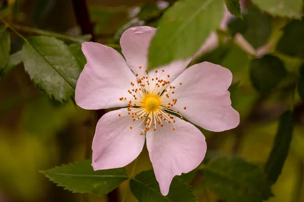 Hermosas Flores Primavera Parque Inglés Wolverhampton — Foto de Stock