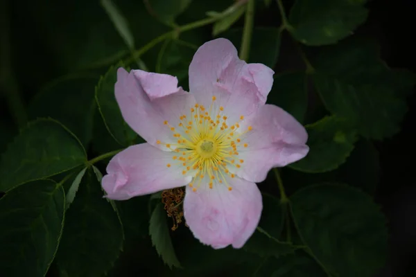 Όμορφα Ανοιξιάτικα Λουλούδια Ένα Αγγλικό Πάρκο Στο Wolverhampton — Φωτογραφία Αρχείου