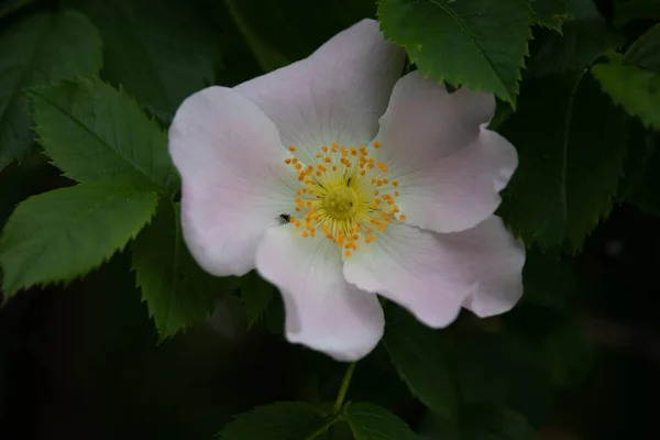 Hermosas Flores Primavera Parque Inglés Wolverhampton — Foto de Stock