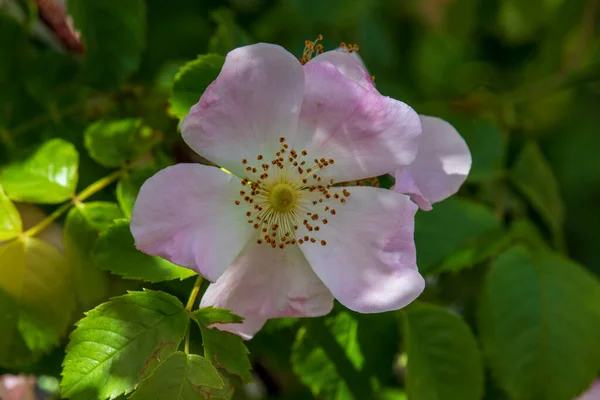 Kaunis Kevät Kukkia Englanti Puistossa Wolverhampton — kuvapankkivalokuva