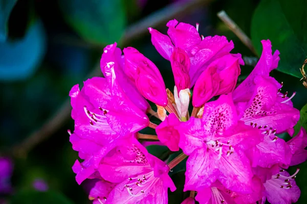 ウルヴァーハンプトンの英語公園で美しい春の花 — ストック写真