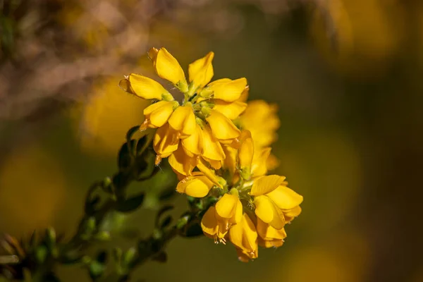 Belles Fleurs Printanières Dans Parc Anglais Wolverhampton — Photo