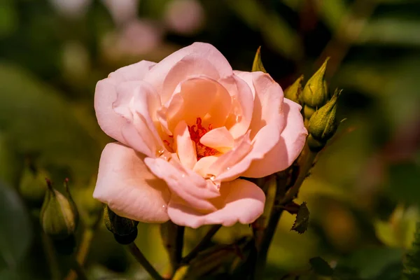 伍尔弗汉普顿一个英国公园里美丽的春花 — 图库照片