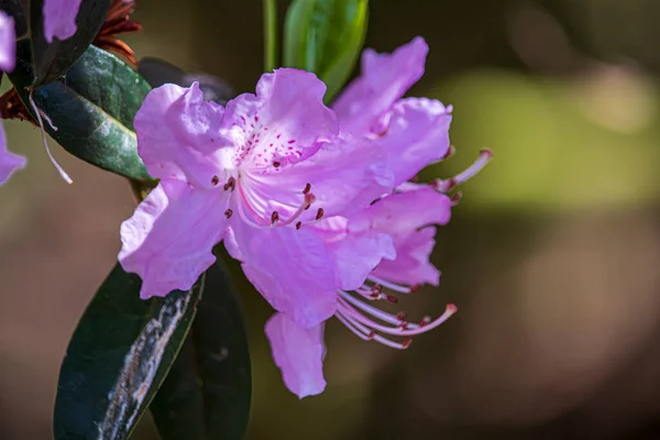 Hermosas Flores Primavera Parque Inglés Wolverhampton —  Fotos de Stock