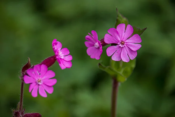 Piękne Wiosenne Kwiaty Ogrodzie Botanicznym Anglii — Zdjęcie stockowe