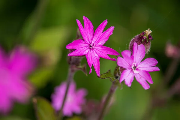 Gyönyörű Tavaszi Virágok Egy Botanikus Kertben Angliában — Stock Fotó