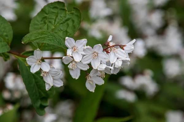 Hermosas Flores Primavera Jardín Botánico Inglaterra — Foto de Stock