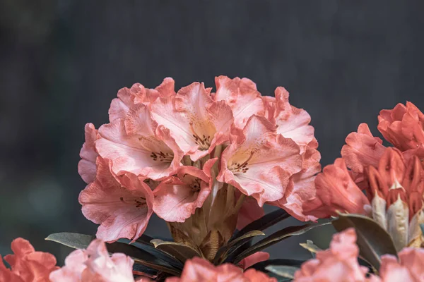 Krásné Jarní Květiny Botanické Zahradě Anglii — Stock fotografie