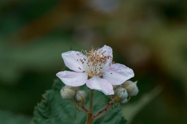 Piękne Wiosenne Kwiaty Ogrodzie Botanicznym Anglii — Zdjęcie stockowe