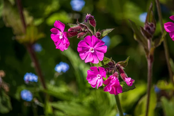 Piękne Wiosenne Kwiaty Ogrodzie Botanicznym Anglii — Zdjęcie stockowe