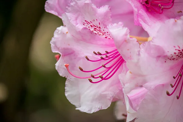 Hermosas Flores Primavera Jardín Botánico Inglaterra —  Fotos de Stock
