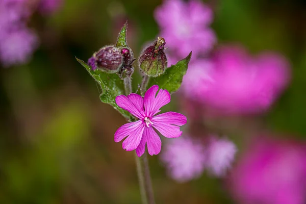 Lindas Flores Primavera Jardim Botânico Inglaterra — Fotografia de Stock