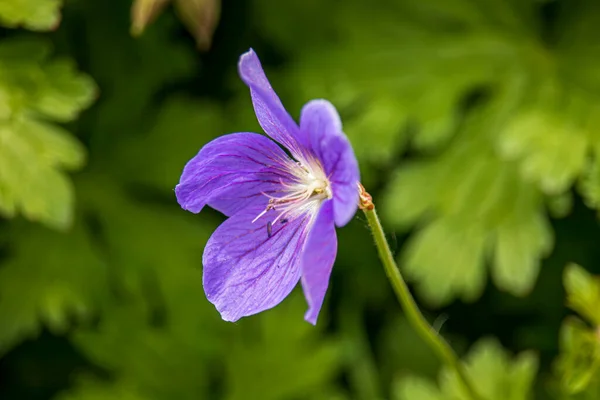 Vackra Vårblommor Botanisk Trädgård England — Stockfoto