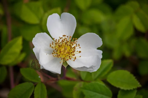 Lindas Flores Primavera Jardim Botânico Inglaterra — Fotografia de Stock