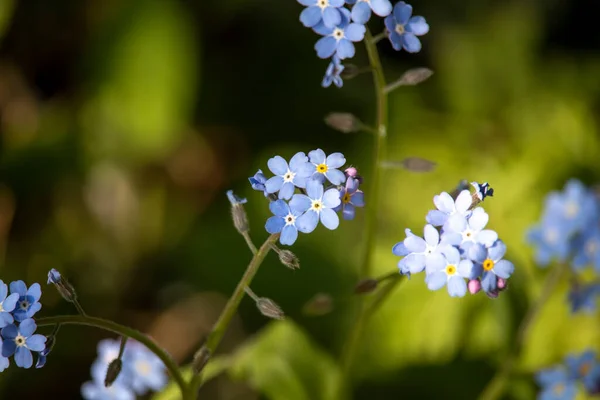 Indah Bunga Musim Semi Sebuah Kebun Raya Inggris — Stok Foto