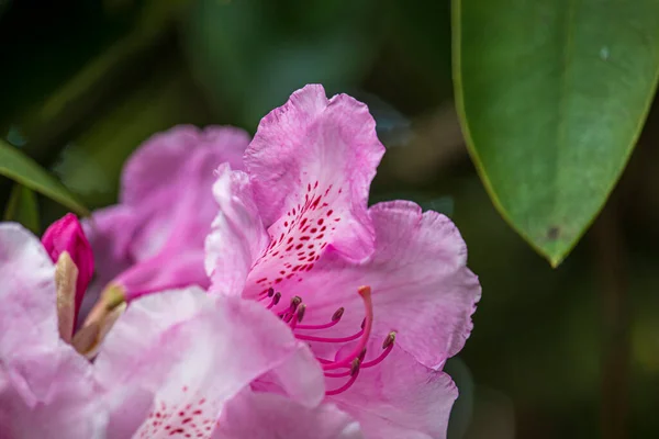 Krásné Jarní Květiny Botanické Zahradě Anglii — Stock fotografie