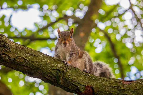 Szara Wiewiórka Angielskim Parku — Zdjęcie stockowe
