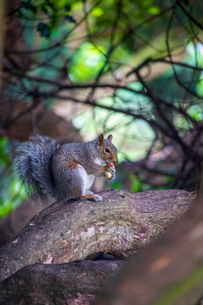 Esquilo Cinzento Num Parque Inglês — Fotografia de Stock