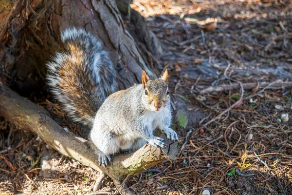 Esquilo Cinzento Num Parque Inglês — Fotografia de Stock