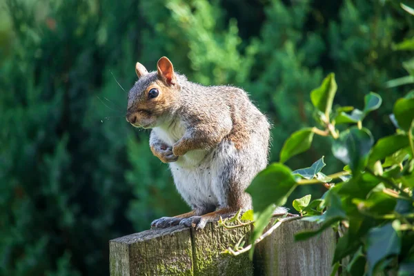 Esquilo Cinzento Num Parque Inglês — Fotografia de Stock