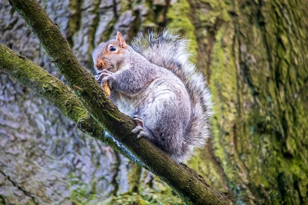 Esquilo Cinzento Num Parque Inglês — Fotografia de Stock