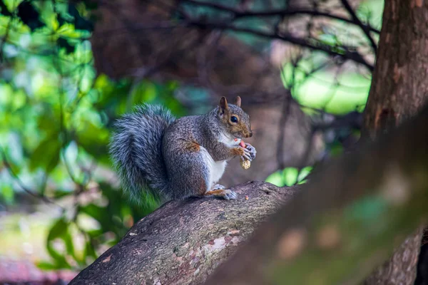 Esquilo Cinzento Num Parque Inglês — Fotografia de Stock