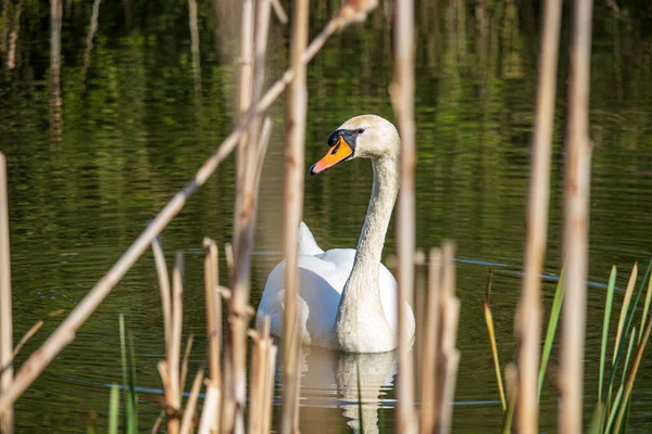 Beautiful Swan Swims English Park — Stock Photo, Image