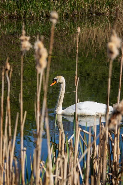 Beautiful Swan Swims English Park — Stock Photo, Image