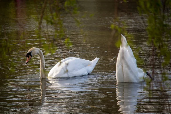 Красивый Лебедь Плавает Английском Парке — стоковое фото