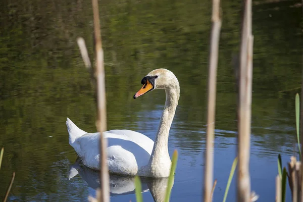 Красивый Лебедь Плавает Английском Парке — стоковое фото