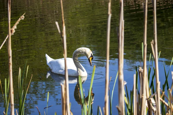Beautiful Swan Swims English Park — Stock Photo, Image