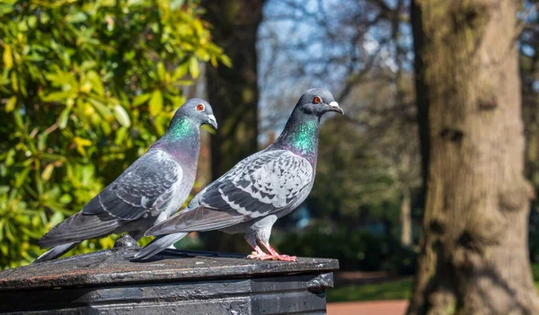 Grautauben Einem Englischen Park — Stockfoto