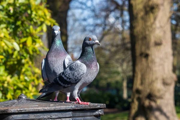 Серые Голуби Английском Парке — стоковое фото