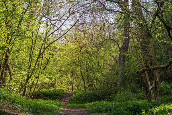 Krajobraz Światłem Słonecznym Naturalnym Angielskim Rezerwacie Dudley — Zdjęcie stockowe