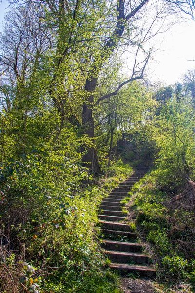 Paysage Ensoleillé Dans Une Réserve Naturelle Anglaise Dudley — Photo