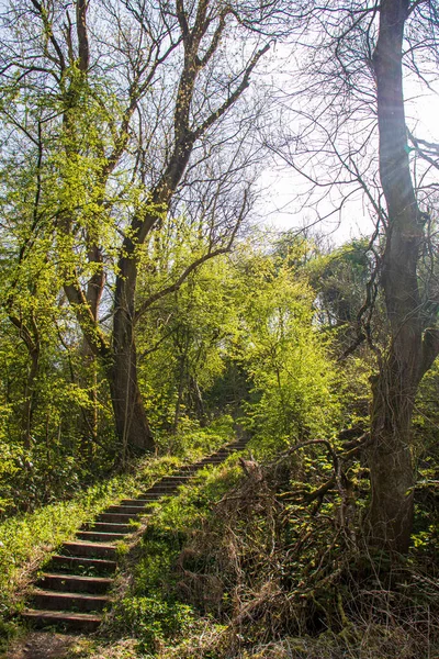 Paisagem Com Luz Solar Uma Reserva Natural Inglesa Dudley — Fotografia de Stock