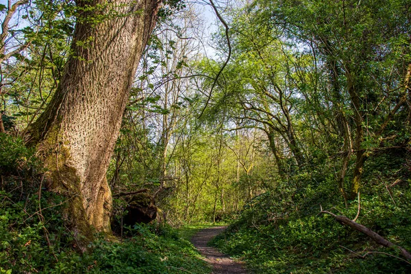 Paysage Ensoleillé Dans Une Réserve Naturelle Anglaise Dudley — Photo